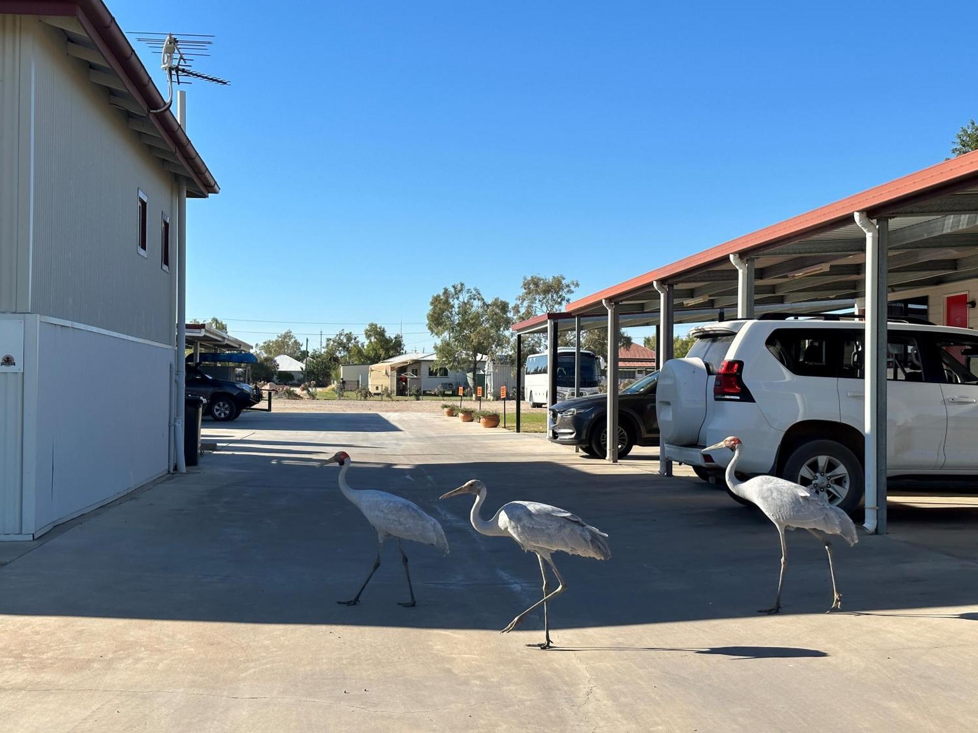 Winton Outback Motel Exterior foto